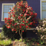 Red Camellia Live Plant, 6-10 Inch Tall, 4 Inch Pot
