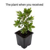 Purple Azalea Flower Plant, 5-10" Height