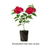 Set 2 Double Red Bougainvillea Live Plant 5-7 Inch Tall
