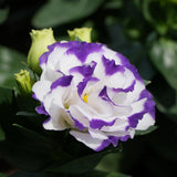 White Blue Lisianthus Plant, Eustoma Lisianthus Flowers in Plug, 3-5'' Tall