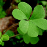 Green Shamrock Oxalis Live Plant, Indoor Houseplant, 3-6 Inch Tall