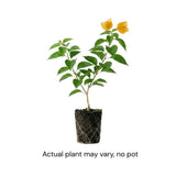 Set 2 Gold Bougainvillea Live Plant 5-7 Inch Tall