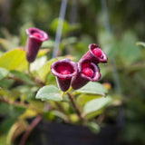 Purple Star Lipstick Plant Live, Well-Rooted Houseplant, 4 Inch Pot