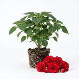 Red Double Impatiens Live Plant, 5-7 Inch Tall