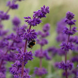 4 Purple Salvia Sage Bushes Live Plants, Bloom Plant, 4-6 Inch Tall