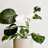 White Philodendron Live Plant 4-6 Inches, Easy Care Indoor Houseplant for Home and Office, Tropical Foliage Philodendron