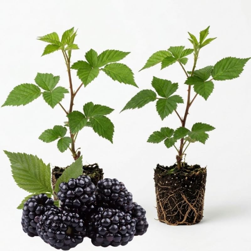2 Navaho BlackBerry Live Plants, Berry Plant, 4-7 Inch Tall