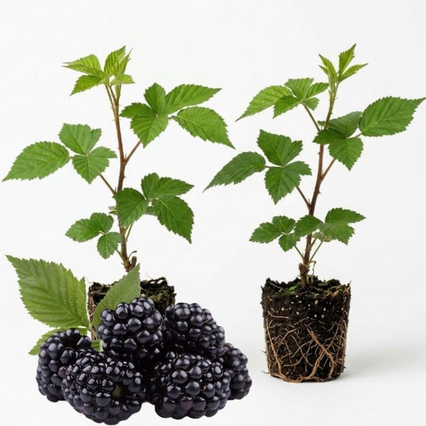2 Navaho BlackBerry Live Plants, Berry Plant, 4-7 Inch Tall