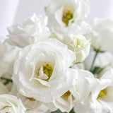 White Lisianthus Plant, Eustoma Lisianthus Flowers in Plug, 3-5'' Tall