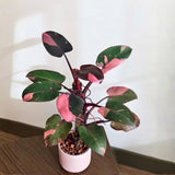 Pink Philodendron Live Plant 4-6 Inches, Easy Care Indoor Houseplant for Home and Office, Tropical Foliage Philodendron