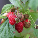3 Red Raspberry Live Plants, Sweet Edible Berry Bush, 3-5 Inch Tall