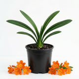 Orange Clivia Miniata Live Plant, Indoor Plant, 6 Inch Pot