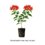 Set 2 Bright Red Bougainvillea Live Plant 5-7 Inch Tall