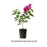 Set 2 Light Pink Bougainvillea Live Plant 5-7 Inch Tall