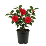 Red Camellia Japonica Plant Live, Blooming Garden Shrub, 8-14 Inch Tall
