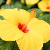 4 Yellow Hibiscus Live Plants, Hibiscus Flower, Patio Container Plant, 4-8 Inch Tall