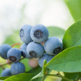 2 Sunshine Blueberry Live Plants, Ready to Grow Plant, 4-7 Inch Tall