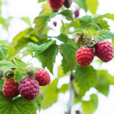 3 Thornless Red Raspberry Live Plants, Berry Bush Plant, 3-5 Inch Tall