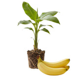 Grand Nain Banana Tree Live Plant, Home Garden Plant, 4-6 Inch Tall