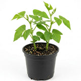 Green Bean Plant Live, Garden Vegetable Plant, 4 Inch Pot
