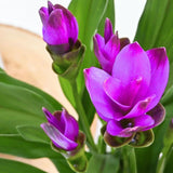 2 Purple Ginger Live Plants, Ornamental Flowering Ginger Plant for Indoor Outdoor, Colorful Blooming Gingers 4-6 Inches