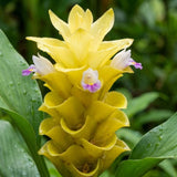 2 Yellow Ginger Live Plants, Ornamental Flowering Ginger Plant for Indoor Outdoor, Colorful Blooming Gingers 4-6 Inches