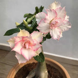 Pink Desert Rose Live Plant 4-7 Inches, Colorful Adenium Obesum Succulent Plants for Indoor Outdoor, Hardy, Ready to Grow