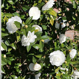 White Camellia Japonica Live Plant, 6-10 Inch Tall, 4 Inch Pot