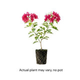 Red Desert Rose Live Plant 4-7 Inches Tall