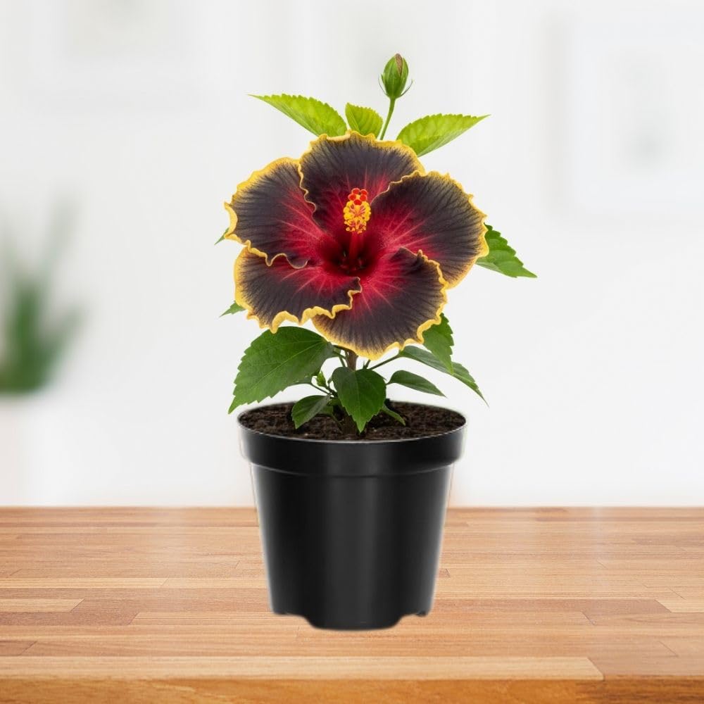 Red Black Yellow Hibiscus Plant 5-7" Tall