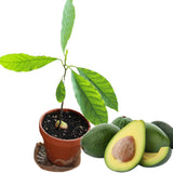 HASS Avocado Tree Plant Live, Nursery Grown Tree, 5-7 Inch Tall