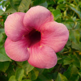 4 Cherries Allamanda Live Plants, Trellis Blooming Vine, 4-7 Inch Tall