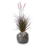 3 Red Fountain Grass Live Plants, 4–6 Inch Tall, No Pot, Ornamental Grass for Garden Borders and Outdoor Growing