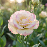 White Pink Lisianthus Plant, Eustoma Lisianthus Flowers in Plug, 3-5'' Tall