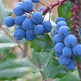 3 Blue Grape Vine Live Plants, Edible Fruit Vine, 3-5 Inch Tall