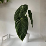 Velvet Leaf Philodendron Live Plant 4-6 Inches, Easy Care Indoor Houseplant for Home and Office, Tropical Foliage Philodendron