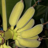 3 Banana Trees Plants Live, Fast Growing Tree, 3-5 Inch Tall