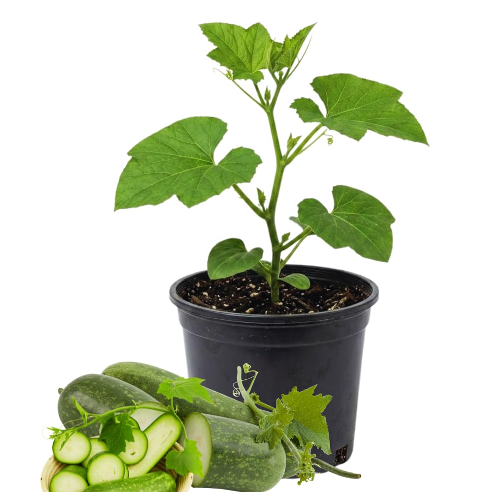 Long Wax Gourd Winter Melon Plant Live, Well-Rooted Vine Plant, 4 Inch Pot