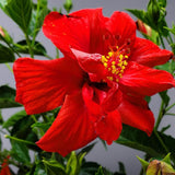 4 Full Red Hibiscus Live Plants, Flowering Shrub, 4-8 Inch Tall