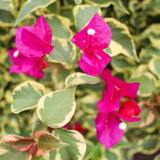 2 Raspberry Ice Bougainvillea Live Plants, Flowering Vine, 4-7 Inch Tall