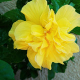 4 Double Yellow Hibiscus Bushes Live Plants, Flowering Shrub, 4-8 Inch Tall
