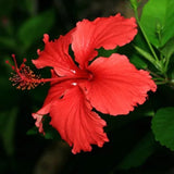 4 Full Red Hibiscus Live Plants, Flowering Shrub, 4-8 Inch Tall