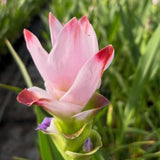 2 Light Pink Ginger Live Plants, Ornamental Flowering Ginger Plant for Indoor Outdoor, Colorful Blooming Gingers 4-6 Inches