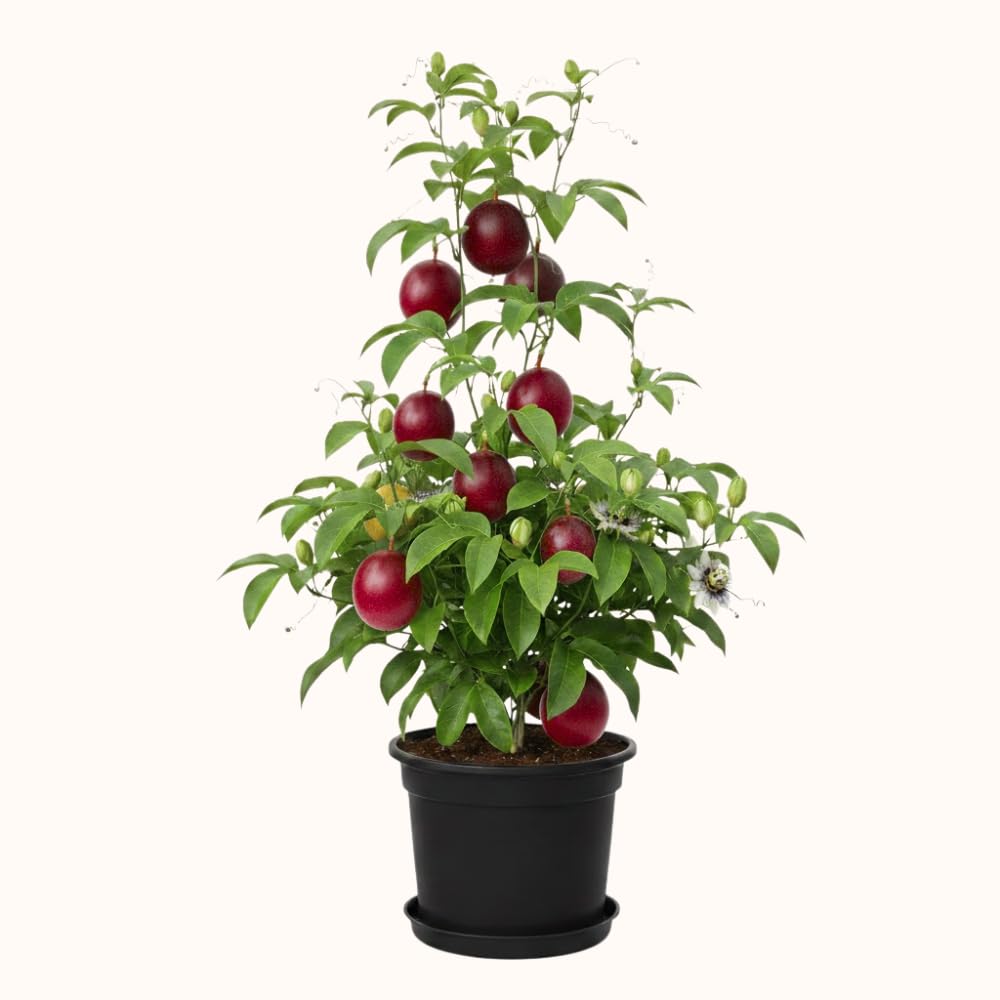 Red Passionfruit Plant, Passion Fruit Plant Live, 4-6 Inch Tall