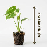 Variegated Monstera Plant, Constellation Monstera, 4-6 Inch Tall