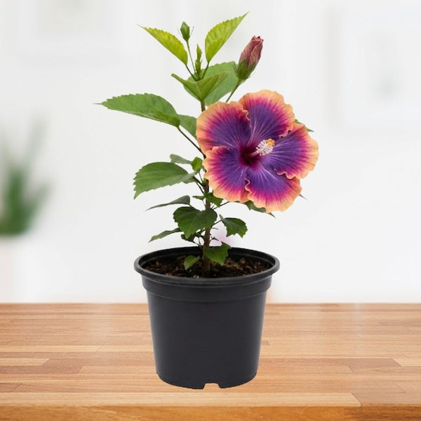Purple Hibiscus Live Plant, Live Starter Plant, 5-7 Inch Tall