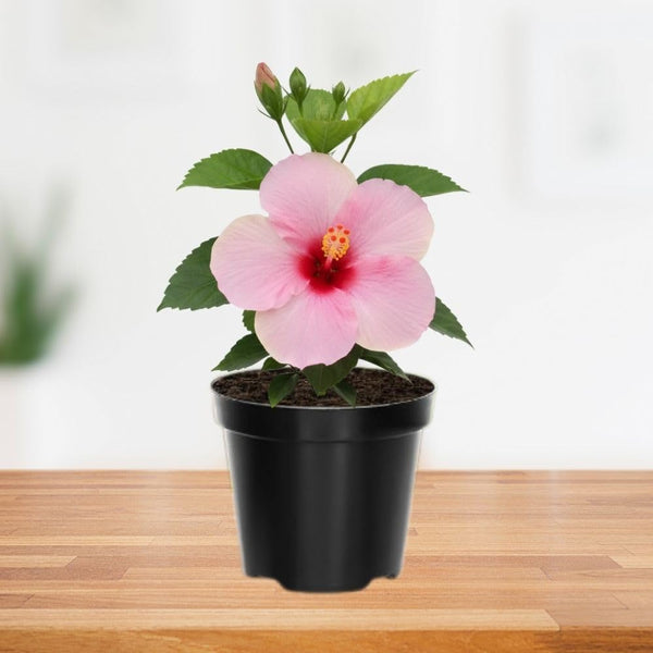 Pink Red Hibiscus Live Plant 5-7", in Pot