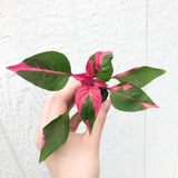 4 Pink Green Alternanthera Plants Live, Color Foliage, 3-6 Inch Tall