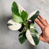 White Philodendron Live Plant 4-6 Inches, Easy Care Indoor Houseplant for Home and Office, Tropical Foliage Philodendron