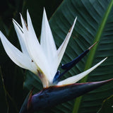 3 White Bird of Paradise Live Plants, Houseplant, 5-7 Inch Tall